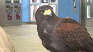 San Francisco: 'Pac-Man' hawk hired by metro system to scare pigeons away