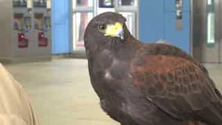 San Francisco: 'Pac-Man' hawk hired by metro system to scare pigeons away