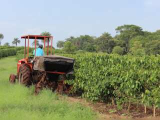 Brazil: Farmers shift from Alabaster plants, corn and soybean to produce cotton