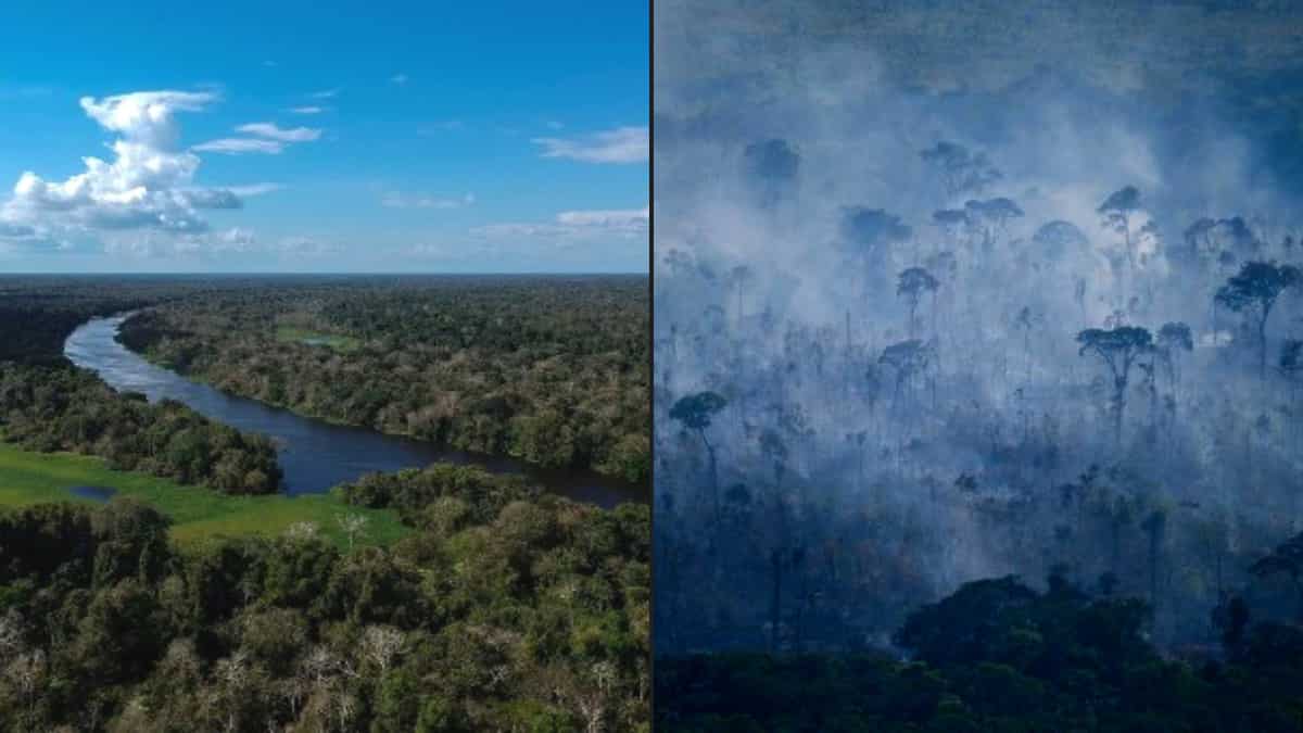 Bolsonaro, climate change, and fires: The story of Amazon rainforest's ...
