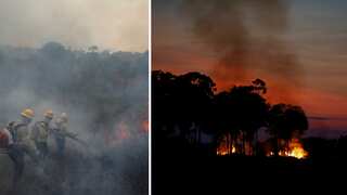 Explained: Vicious cycle of Amazon rainforest fire and climate change in Brazil