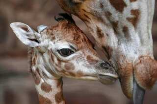 Endangered baby giraffe born at Chester Zoo, gives conservationists hope