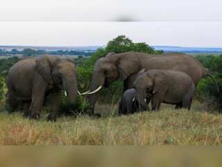 WION Climate Tracker| World Elephant day: A day to celebrate gentle giants