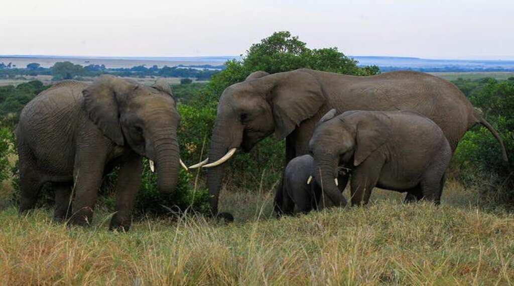 WION Climate Tracker| World Elephant day: A day to celebrate gentle giants