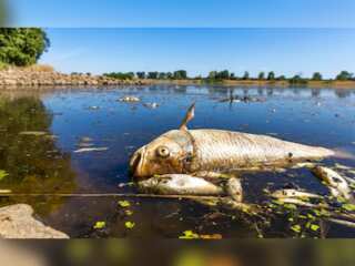 WION Climate Tracker: Huge numbers of dead fish wash up off German-Polish river