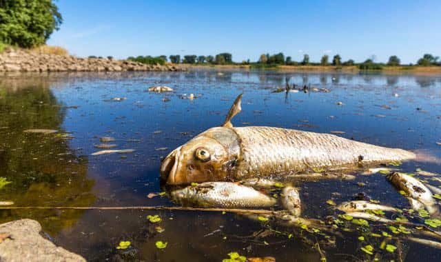 WION Climate Tracker: Huge numbers of dead fish wash up off German-Polish river