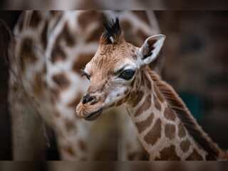 WION Climate Tracker| UK: Chester zoo cameras capture rare giraffe birth