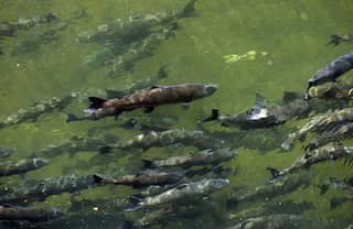 21,000 fish killed due to ‘catastrophic failure’ at California university