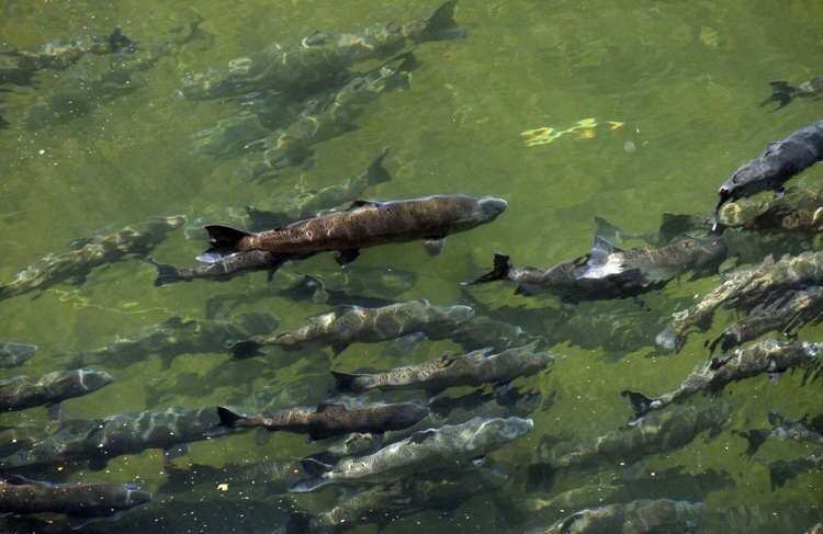 21,000 fish killed due to ‘catastrophic failure’ at California university
