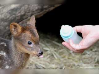 California Zoo welcomes world's smallest deer; Newborn Pudu is yet to be named