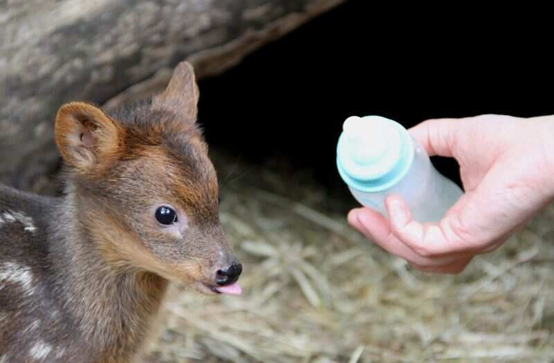 California Zoo welcomes world's smallest deer; Newborn Pudu is yet to be named