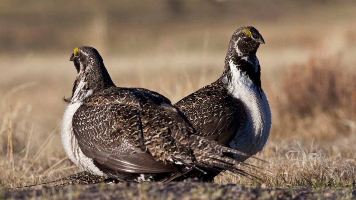 Bureau of Land Management halts oil and gas leasing on 2.2 million acres of land over climate concerns Bureau of Land Management halts oil and gas leasing on 2.2 million acres of land over climate concerns