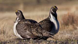 Bureau of Land Management halts oil and gas leasing on 2.2 million acres of land over climate concerns