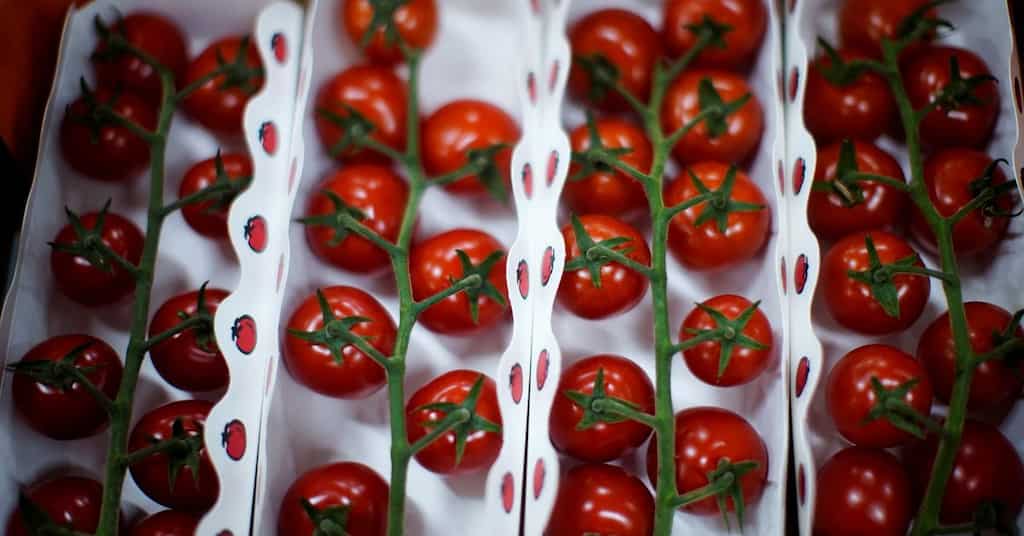 Tomato crisis looms large in California as drought intensifies  