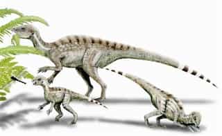 Tiny cat-sized dinosaurs walked over China 100 million years ago; probably had spikes on their tail