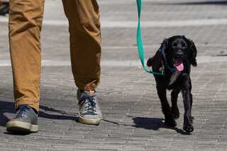 Deepening cost-of-living crisis pushes Britons to give up pets