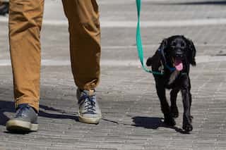 Deepening cost-of-living crisis pushes Britons to give up pets