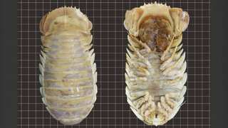 Alien-like creature found in deep sea, scientists name it 'Darth Vader'