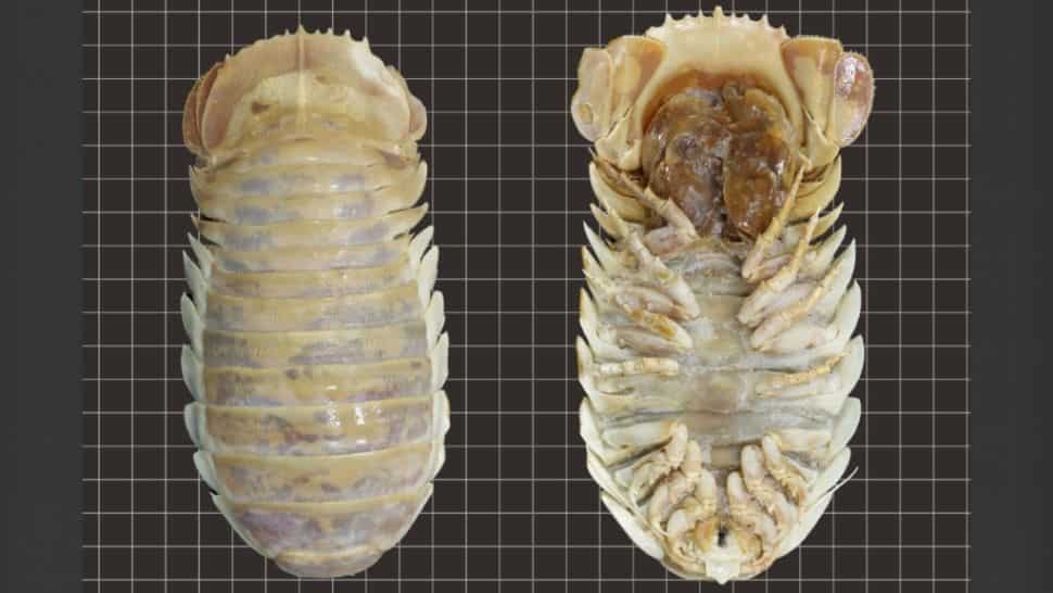 Alien-like creature found in deep sea, scientists name it 'Darth Vader'