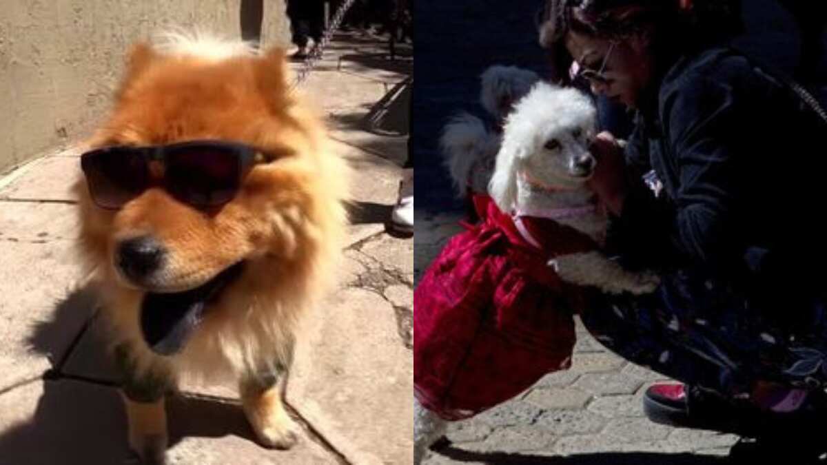 Bolivians celebrate Saint Roch day, church honours patron saint of canines Bolivians celebrate Saint Roch day, church honours patron saint of canines