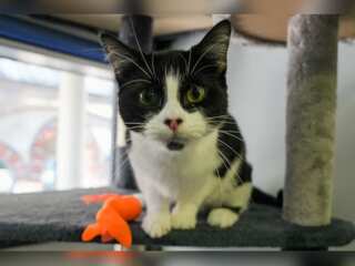 As cost-of-living surge, cash-strapped Britons abandon pets