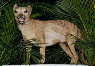 Scientists are working to bring back the Tasmanian tiger, an animal extinct since the 1930s