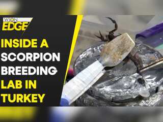 Turkish scorpion breeding lab milk arachnids for their expensive venom
