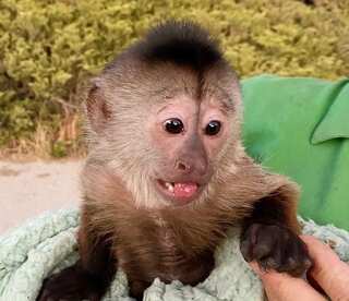 Monkey business: Capuchin monkey at California zoo dials 911 accidentally
