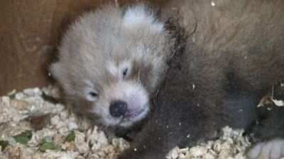 WION Climate Tracker | Endangered Red panda cub born in UK wildlife park