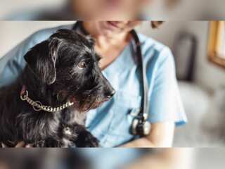 Human-to-dog Monkeypox transmission reported, WHO urges infected people to isolate from pets