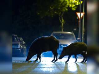 Authorities warn residents as wild boars invade urban areas in Spain