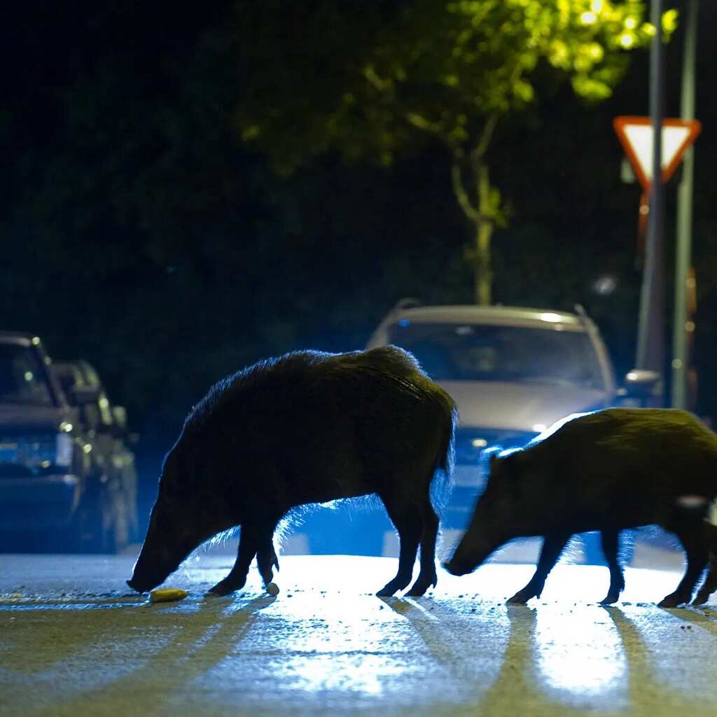 Authorities warn residents as wild boars invade urban areas in Spain