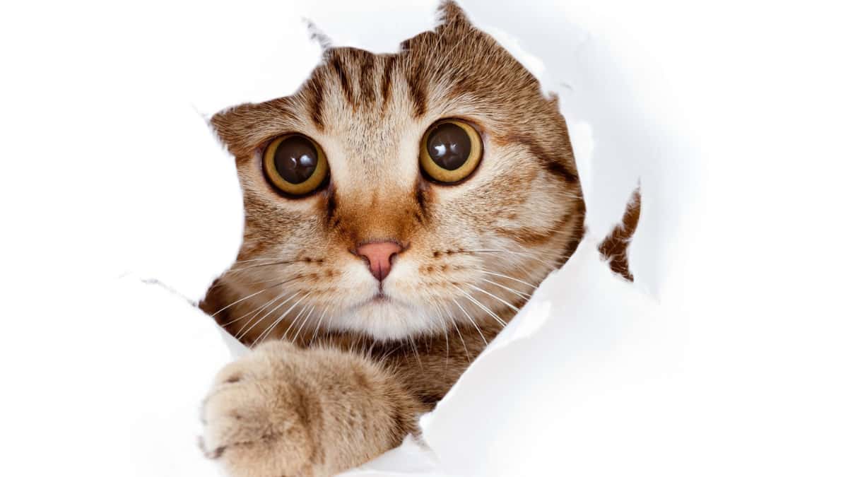 Chinese teacher fired for her cat’s appearance in online class, awarded $6,000 compensation Chinese teacher fired for her cat’s appearance in online class, awarded $6,000 compensation