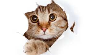 Chinese teacher fired for her cat’s appearance in online class, awarded $6,000 compensation