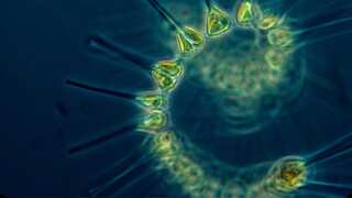 Scientists suggest a rise in phytoplankton in oceans could help tackle climate change