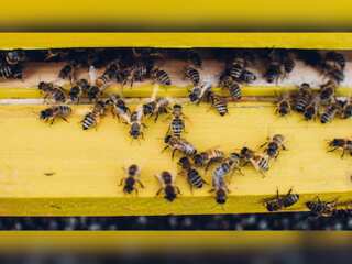 WION Climate Tracker: Box of old bumblebees unravel the effects of changing climate