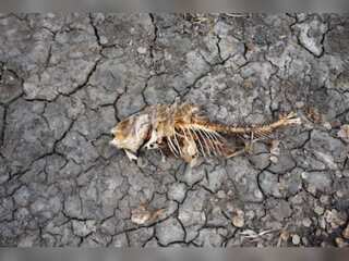 WION Climate Tracker: Drought conditions in UK leave rivers dry; activists step up rescue plan