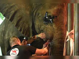 Elephant at Karachi zoo treated for an infected tusk