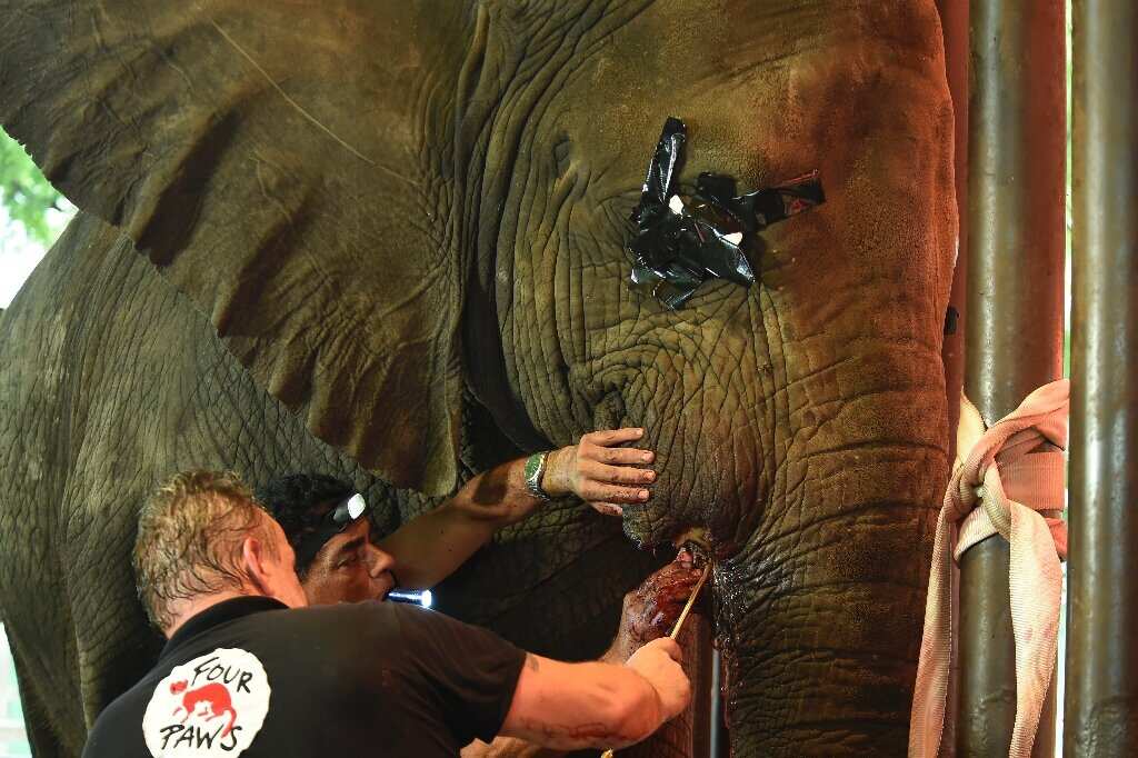 Elephant at Karachi zoo treated for an infected tusk