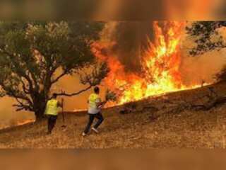 Forest fires devastate Algeria: At least 38 dead, 200 injured