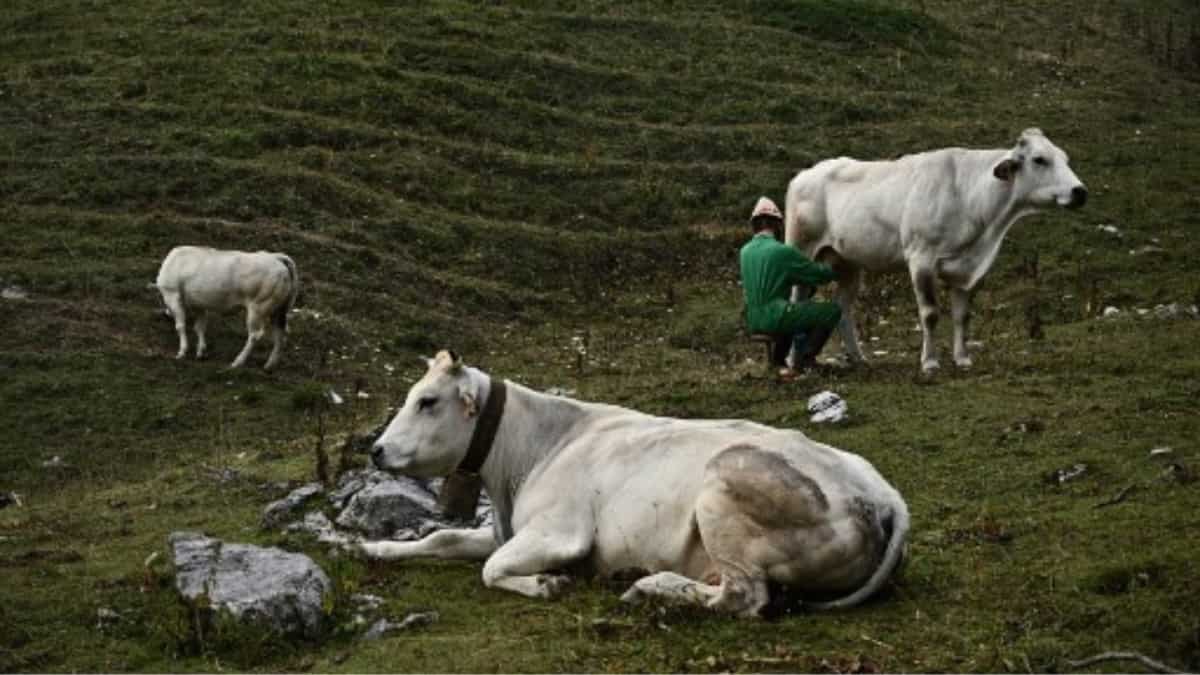 India to import bull semen from Brazil to boost milk production: Report India to import bull semen from Brazil to boost milk production: Report