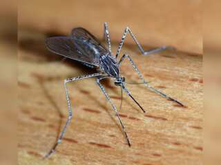 WION Climate Tracker | Mosquito spraying industry booms in US, climate change aids population