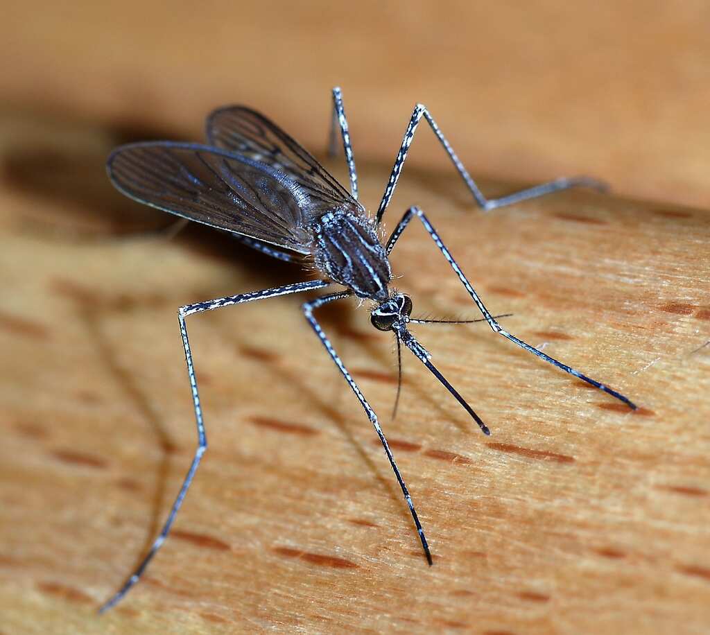 WION Climate Tracker | Mosquito spraying industry booms in US, climate change aids population
