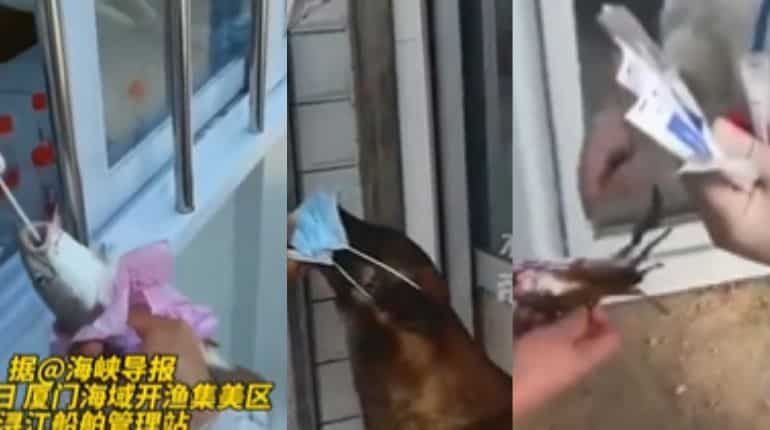 'Ridiculous and ironic': China's social media ablaze as officials conduct virus test on animals