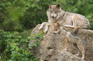Runaway wolf pup located safely after mysterious break-in freed them in Canadian zoo
