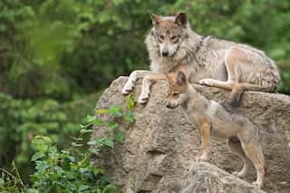 Runaway wolf pup located safely after mysterious break-in freed them in Canadian zoo