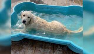 3 days a week, for 3 hours, owners let their pets off the leash