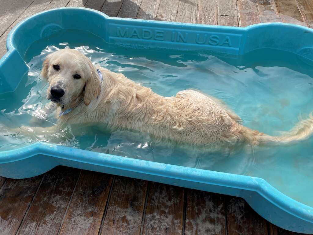 3 days a week, for 3 hours, owners let their pets off the leash