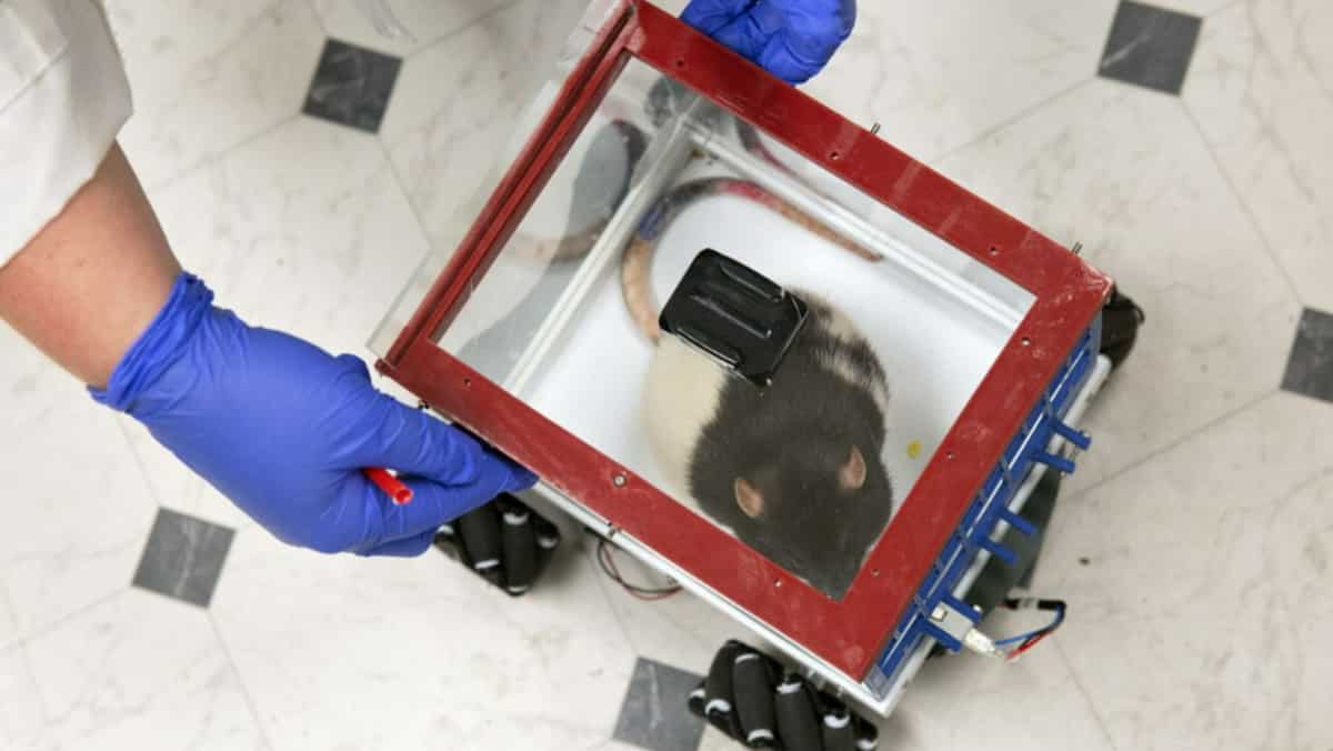 Rats drive cars to grab food in this university Rats drive cars to grab food in this university