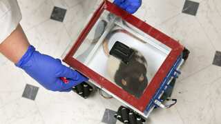 Rats drive cars to grab food in this university